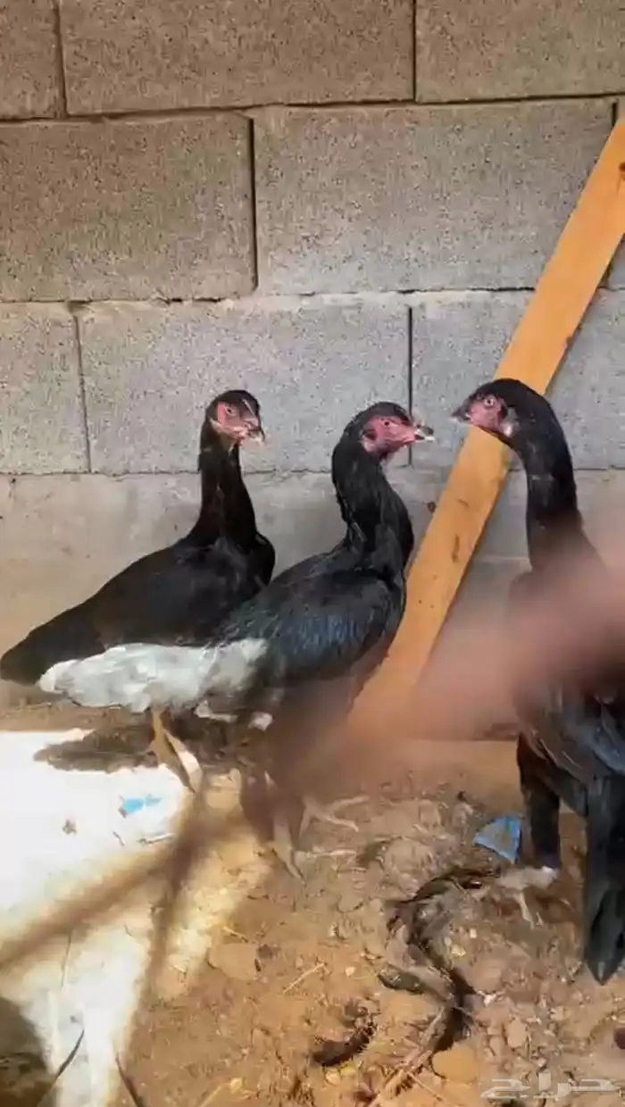 دجاج باكستاني 0