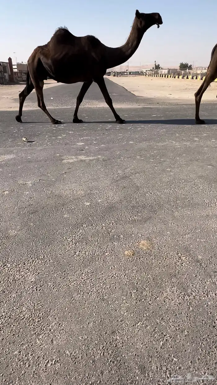 القحه ثنو على جميع الشروط 0