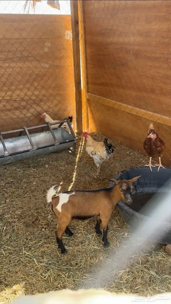 ماعز قزمي تشيكي ومكس 2