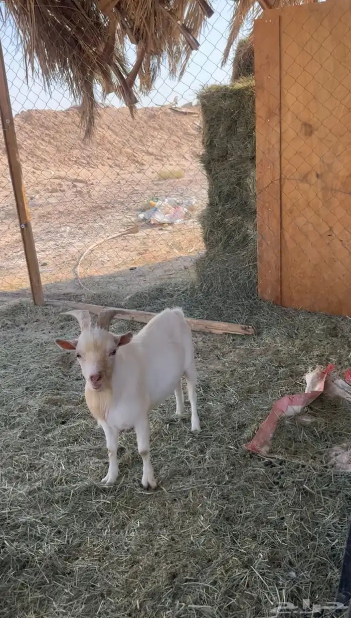 ماعز قزمي تشيكي ومكس 1