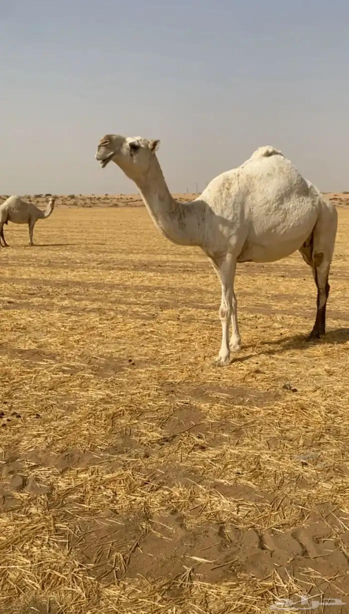 للبيع القحه الكفو 0