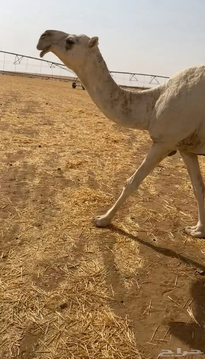 للبيع القحه الكفو 2