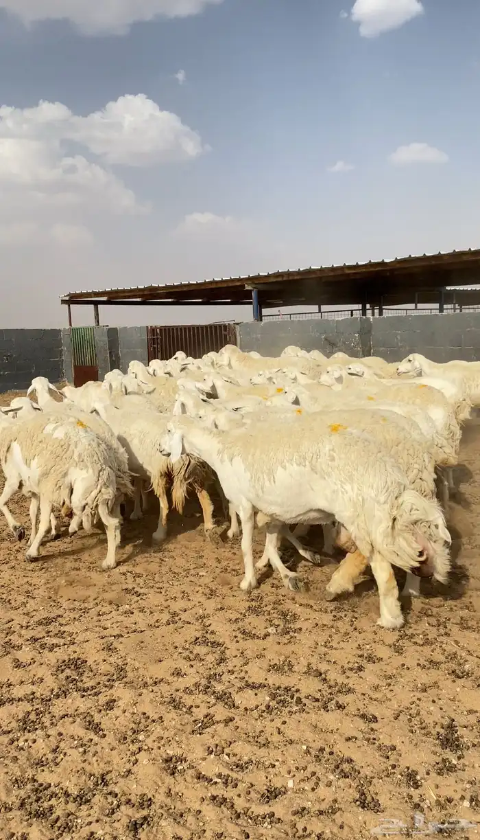 غنم حريات حرش صنف 2