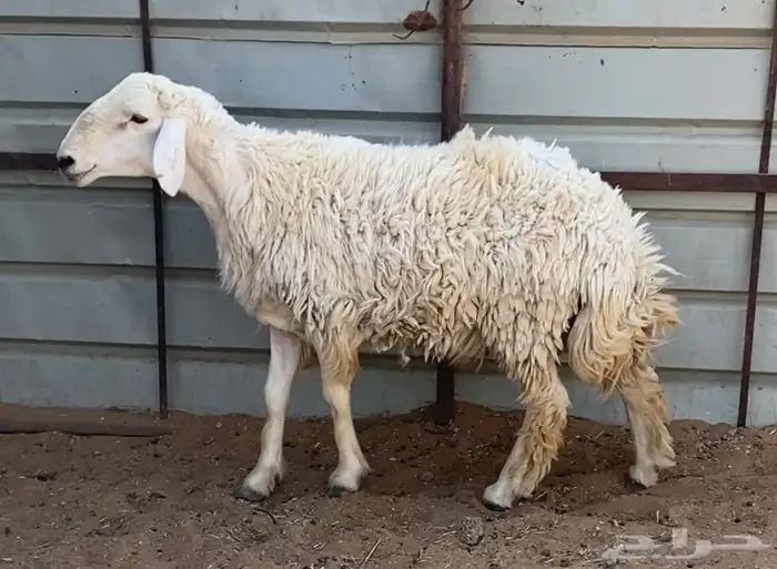 فحل حري مشروط 0