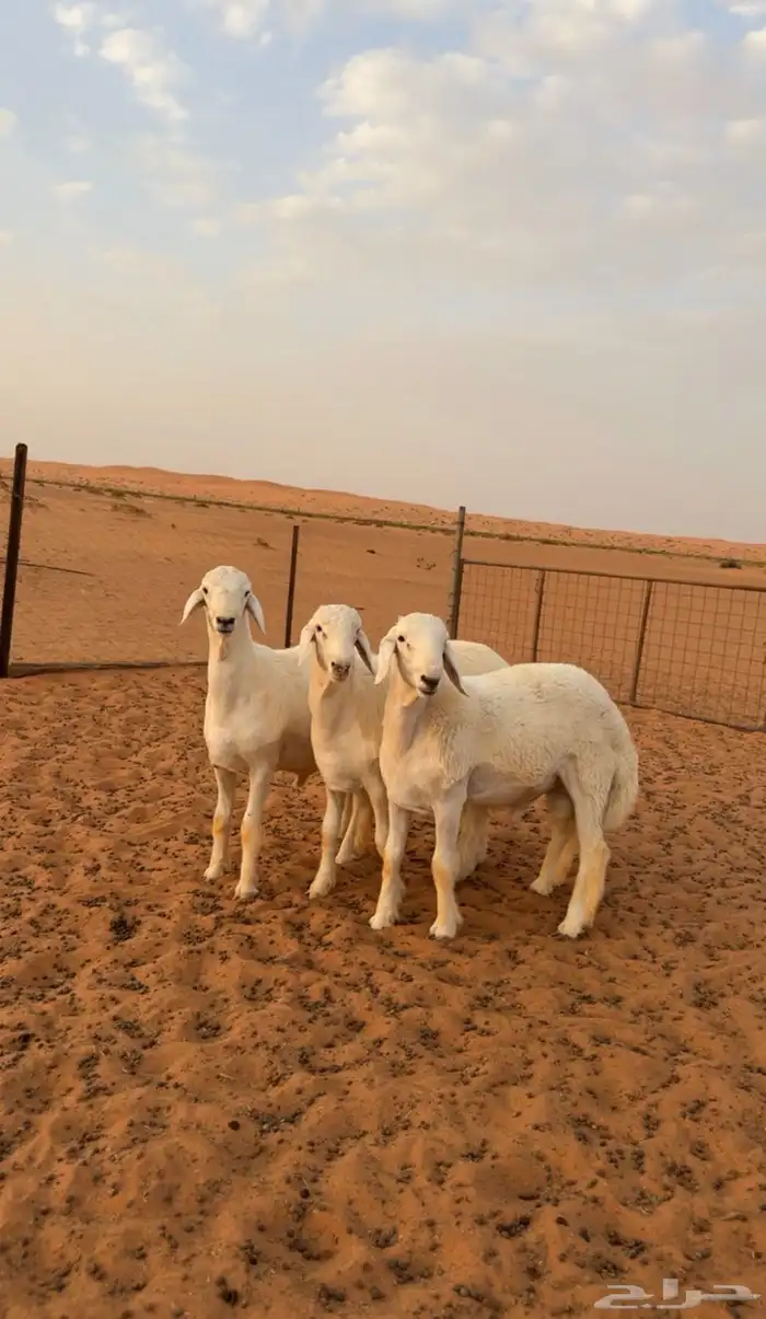 فحول حريات مشاريع صنف 0