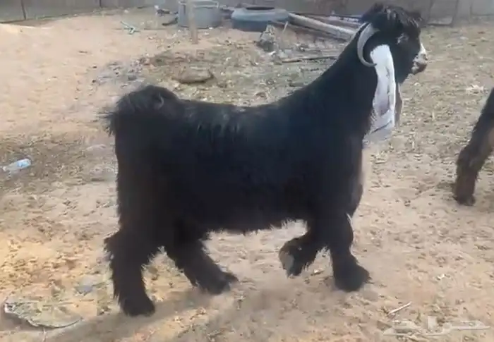 تيوس عوارض صنف 4