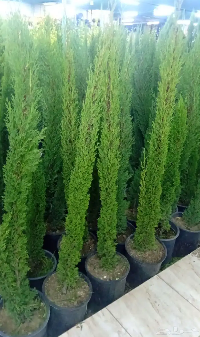 سرو ايطالي شتلات 2