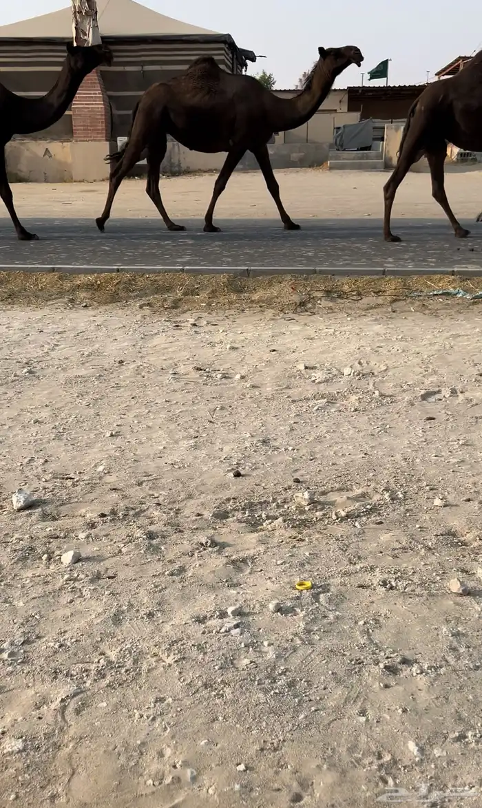 للبيع الجذعه القحه كفو 0