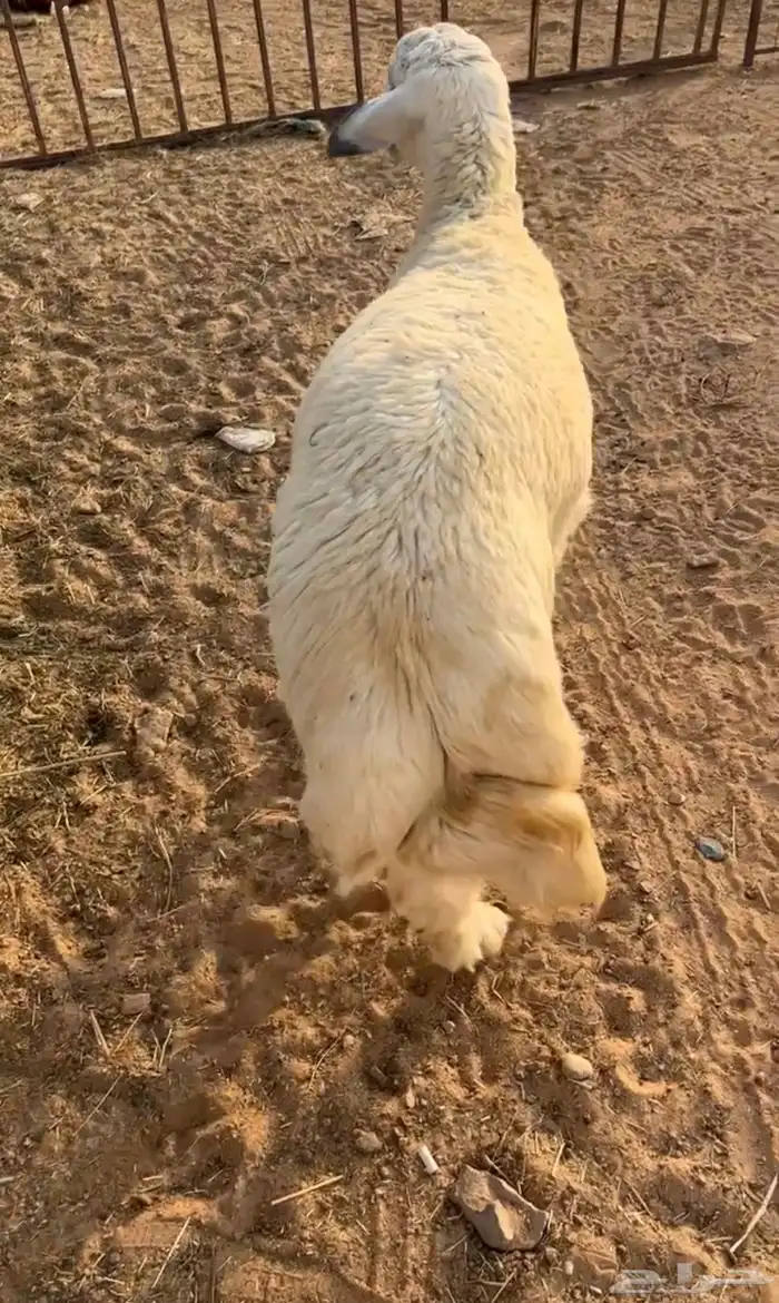 خرفان حرية 1