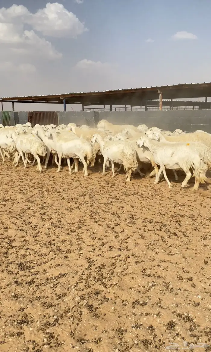 غنم حريات حرش صنف 9