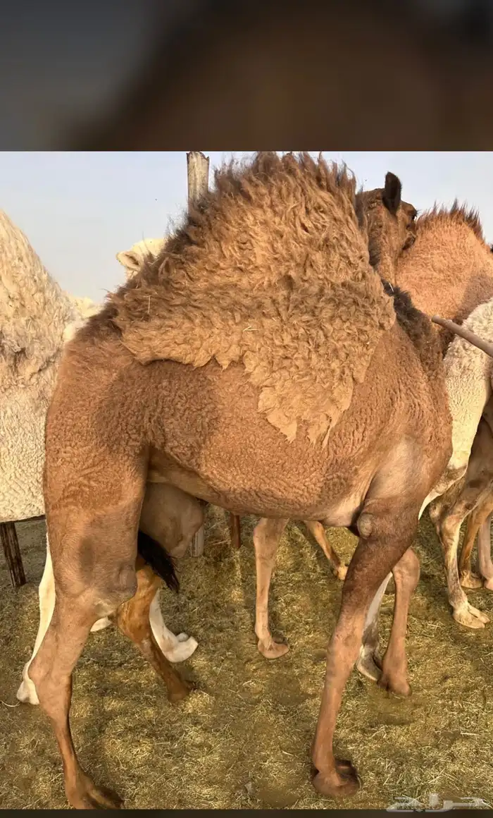 للبيع القعدان الكفو للمبادي وزواجات 5
