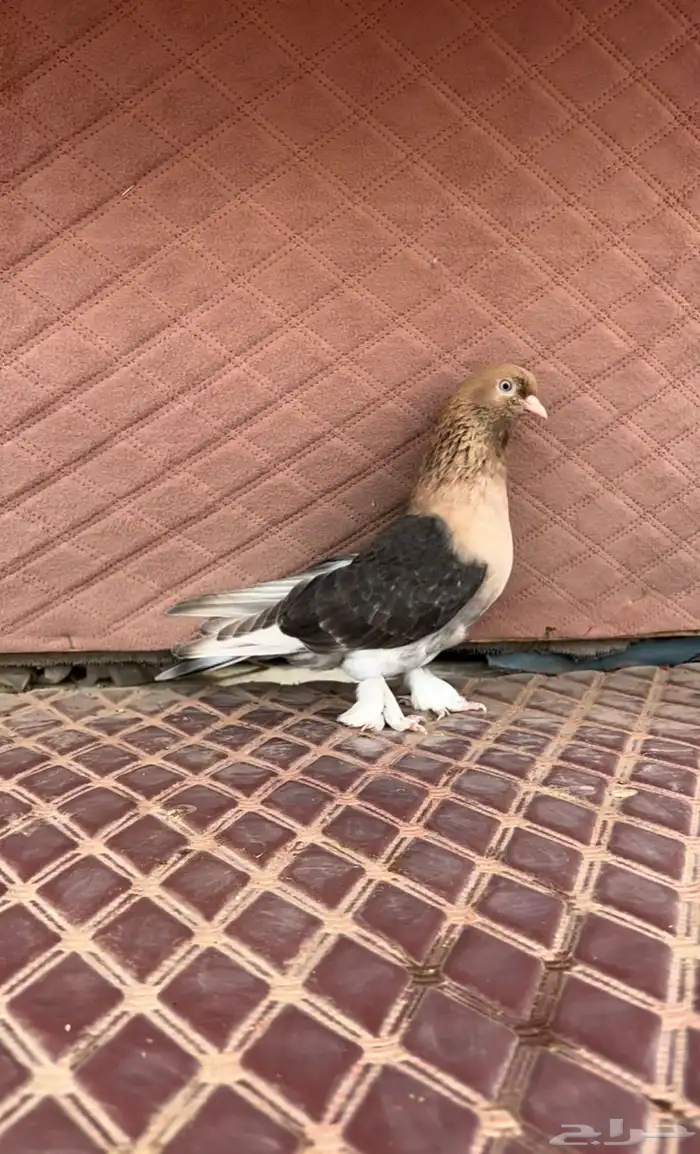 الاهل الفواخر والصنف الطيب جوز اورفلي فاخر 2