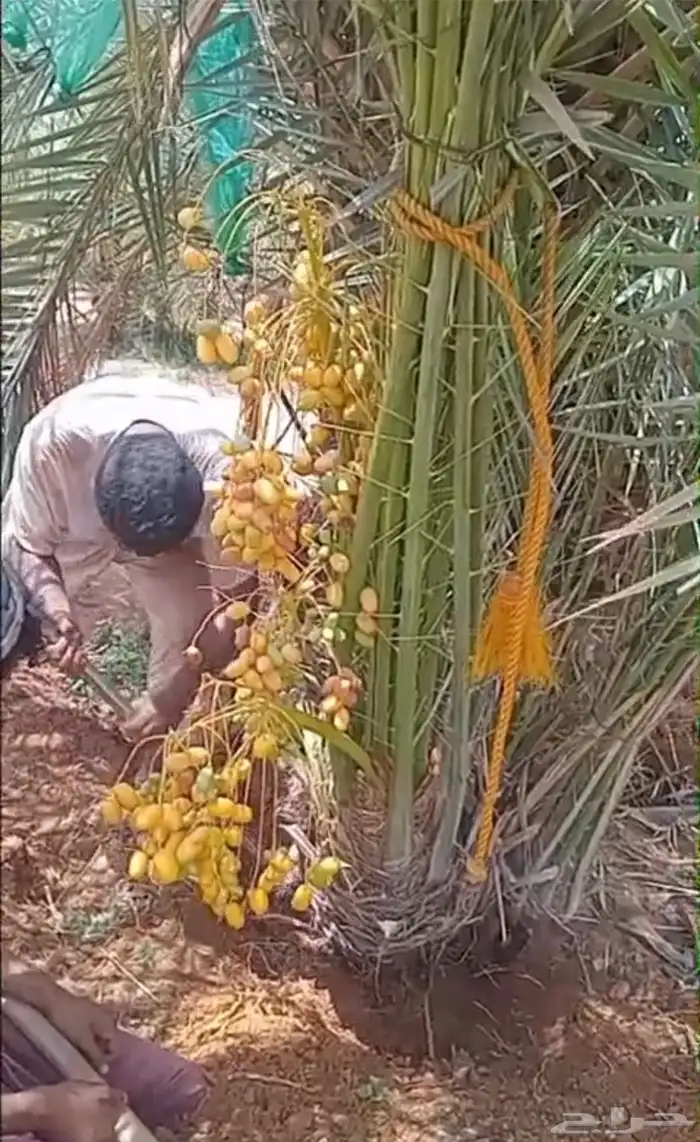 يوجد لدينا نخل نخل البيع جميع انواع النخيل المثمر 3