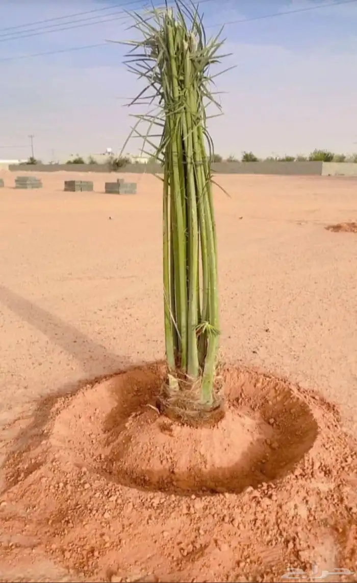 يوجد لدينا نخل نخل البيع جميع انواع النخيل المثمر 2
