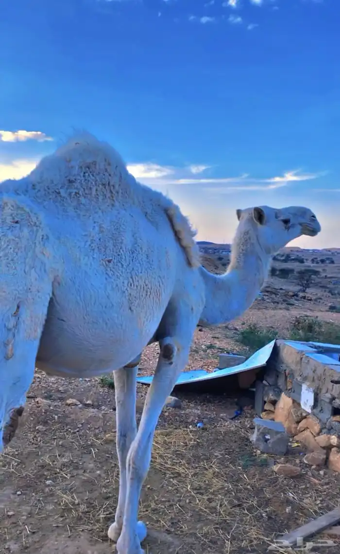لقحه في خمسه شهور للبيع 0