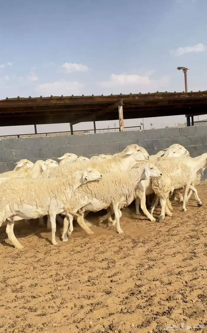 غنم حريات حرش صنف 6