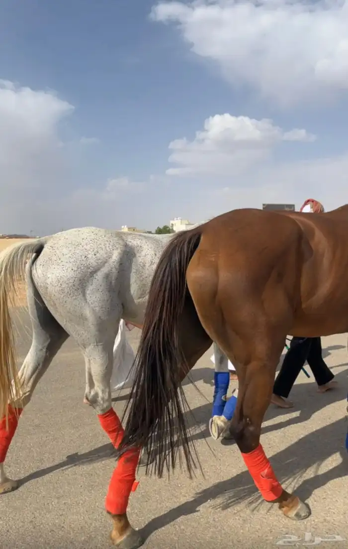 ماشاءالله للبيع فرس 6