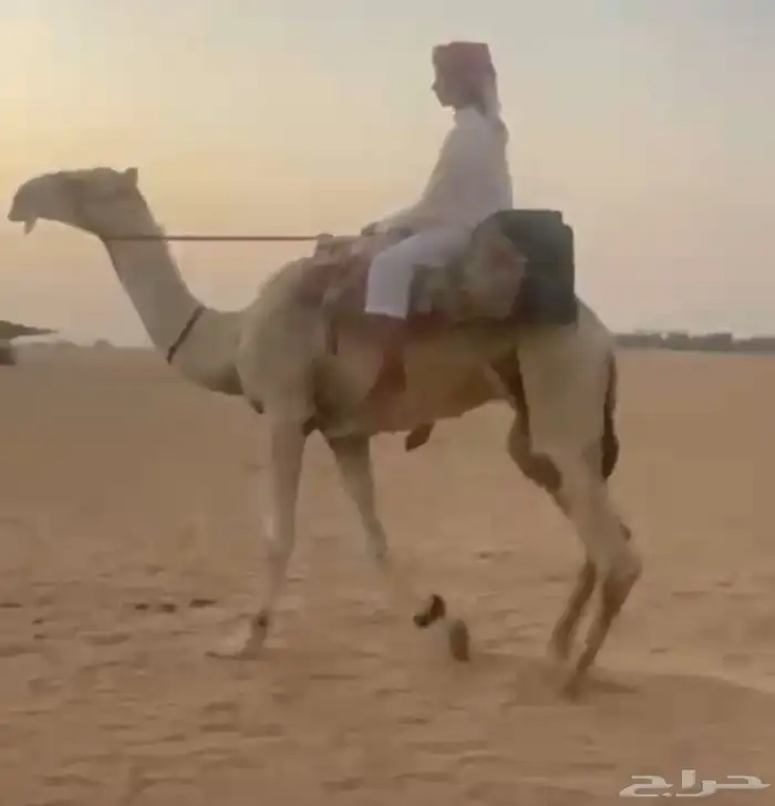 ركبي طووع اوضح 0