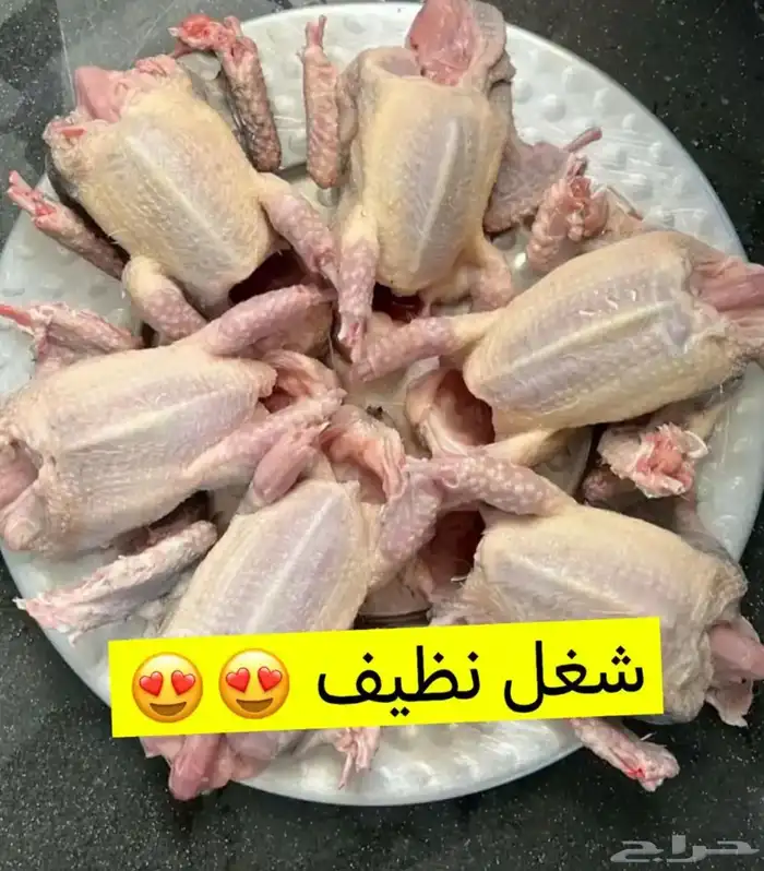 فروخ حمام 8