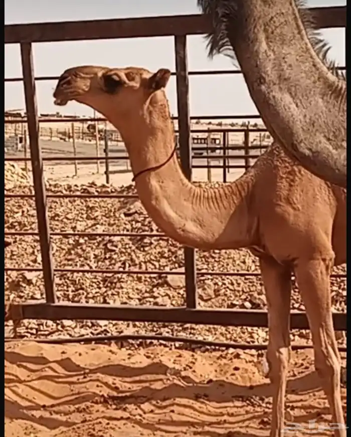 حواره على الحاكم طيبه بالحيل 0