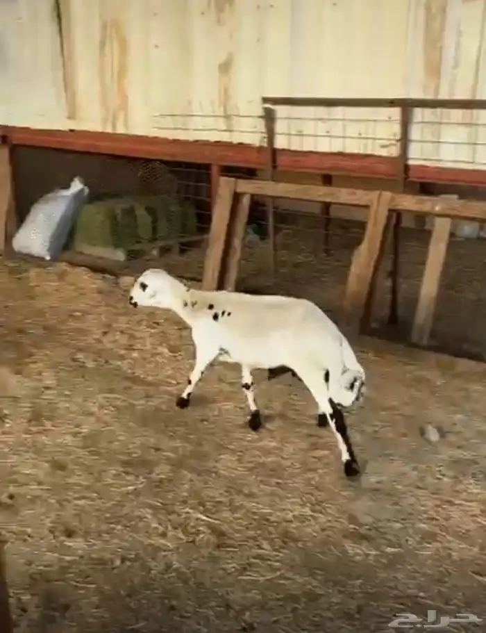 طلي جذع رفيدي بلدي 2