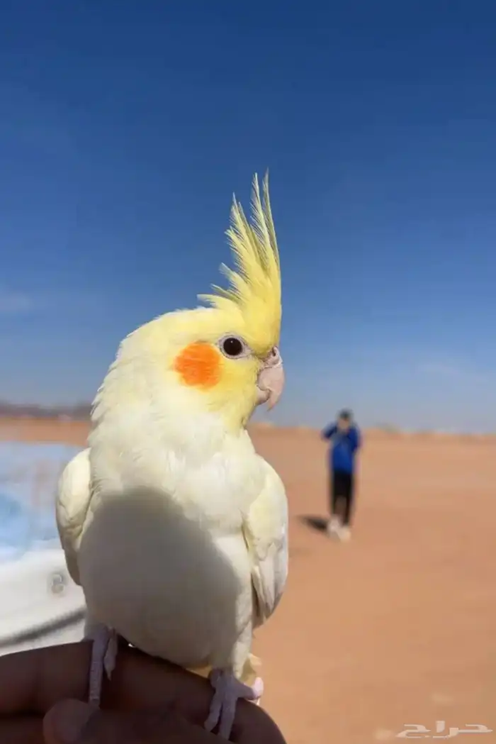 كروان اليف ذكر هدد داخلي وخارجي 23