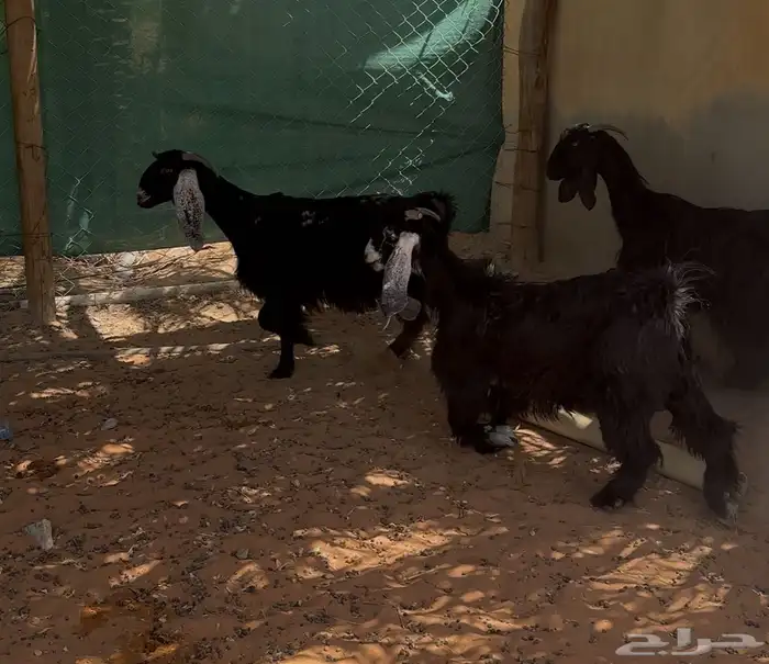 معزا عوارض ثنوات للبيع 5