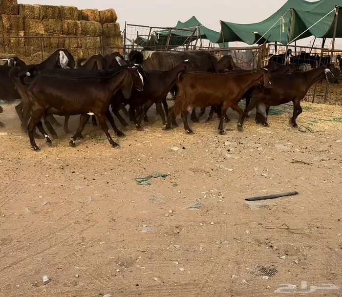 ماعز قبرصيات جم اصل تم البيع 0