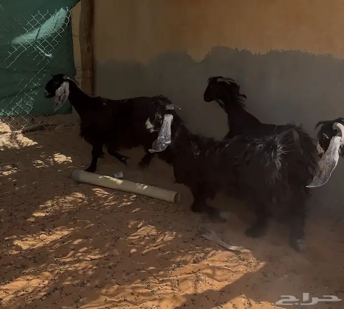 معزا عوارض ثنوات للبيع 2