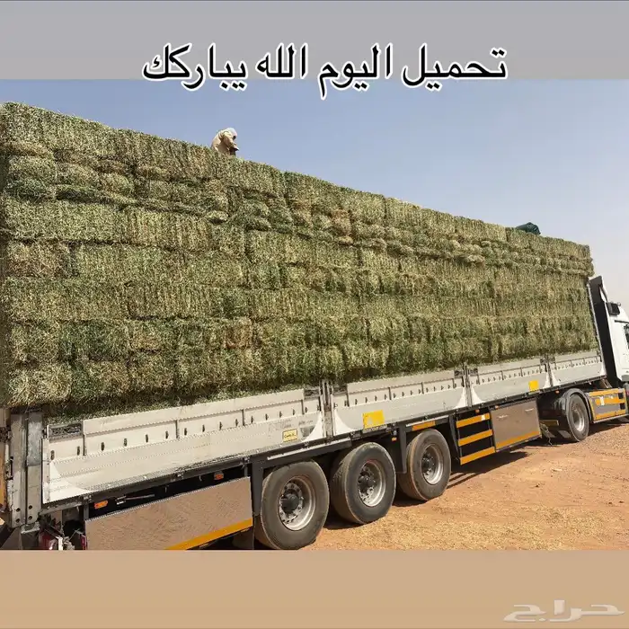 برسيم صافي 0