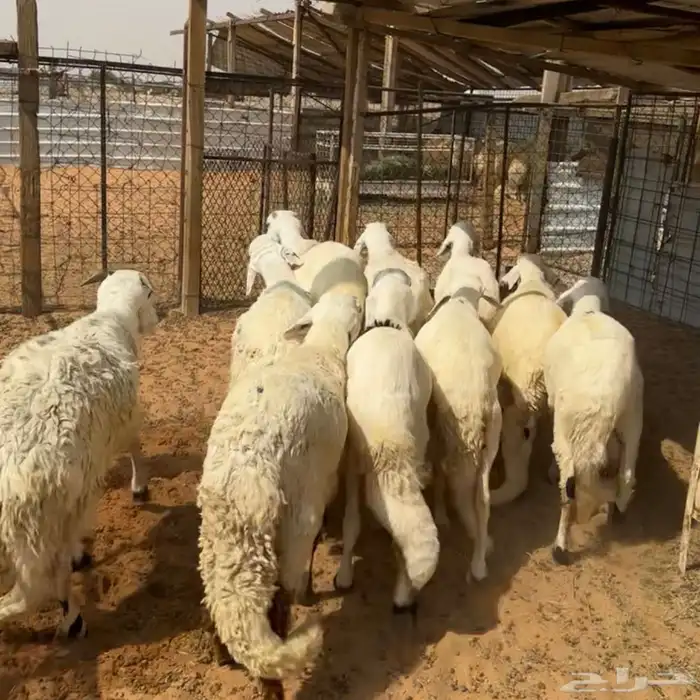 خرفان سواكن مرابي ( تم البيع ) 0