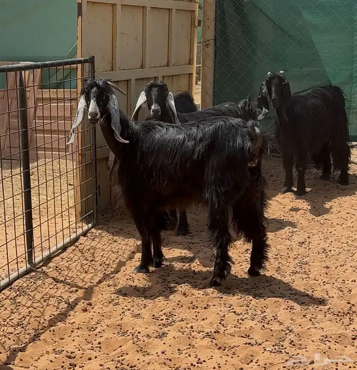 معزا عوارض ثنوات للبيع 0