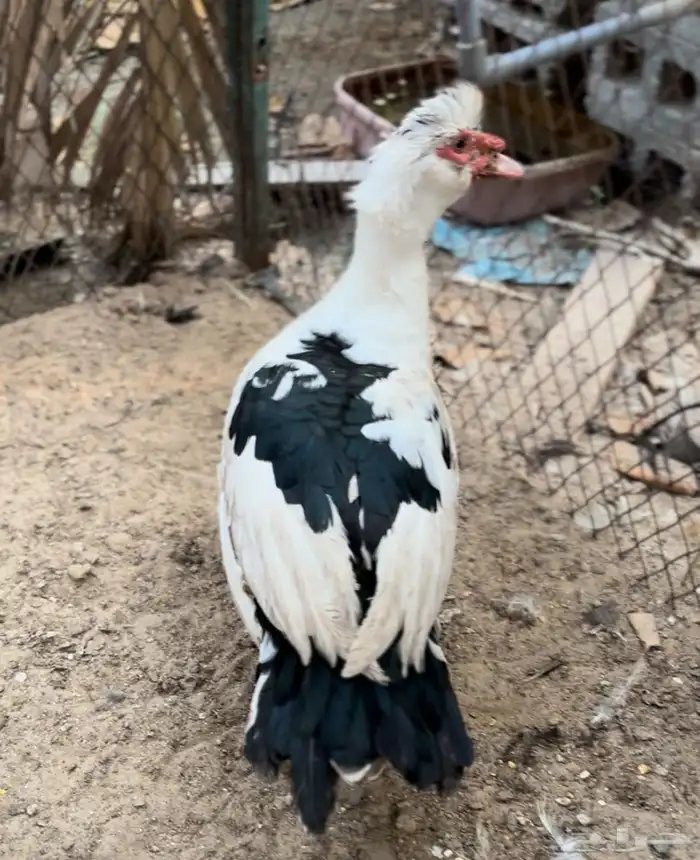 ذكر بط مصري 0