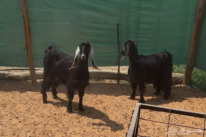 معزا عوارض ثنوات للبيع 1