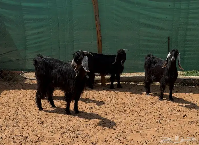 معزا عوارض ثنوات للبيع 3