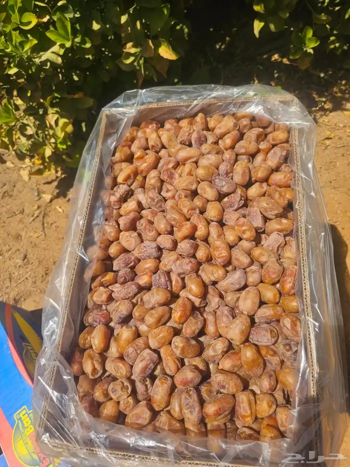 اخلاص اشيقر متوجد في الرياض 2