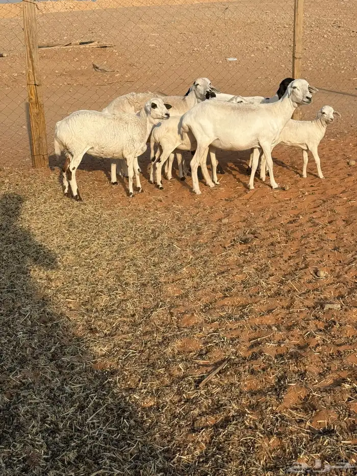 شياه بربريات 5