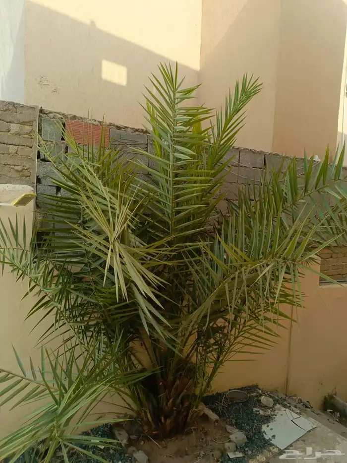 نخلتين للبيع صغيرة 2