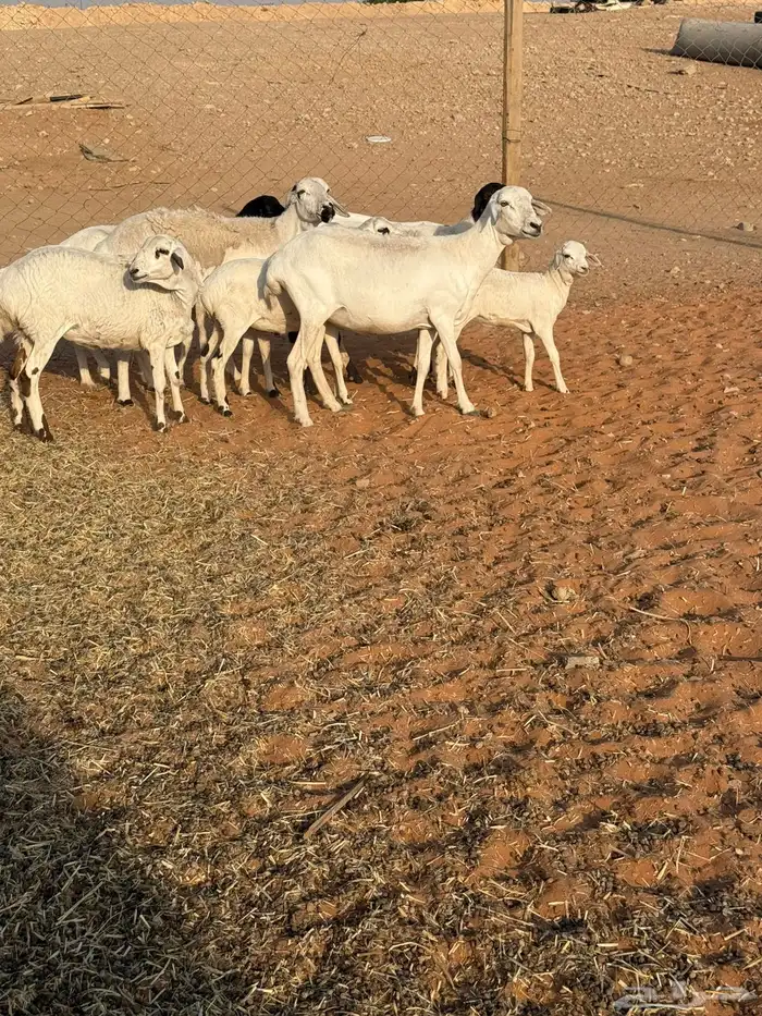 شياه بربريات 2