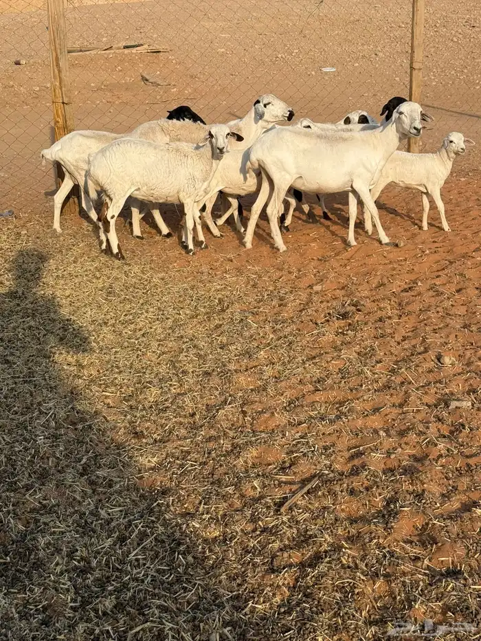شياه بربريات 0