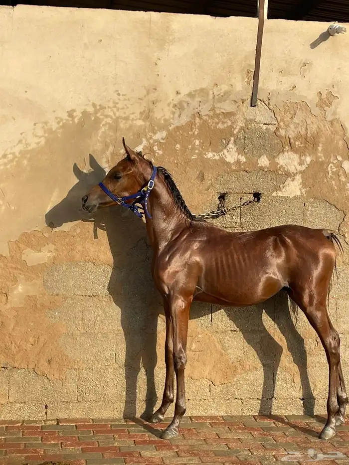 مهر شعبي مميز 0