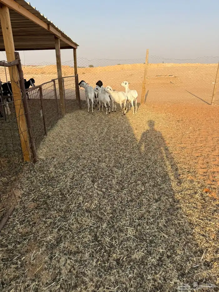 شياه بربريات 3