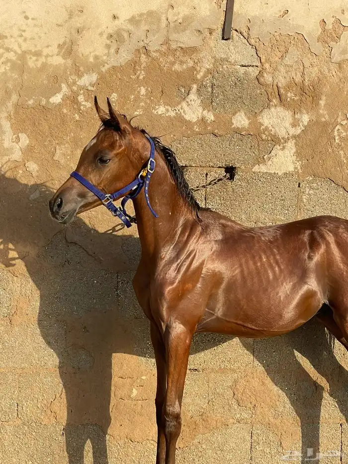مهر شعبي مميز 1