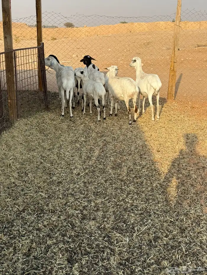 شياه بربريات 4