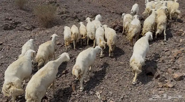 ضاان حريات مرااح 8