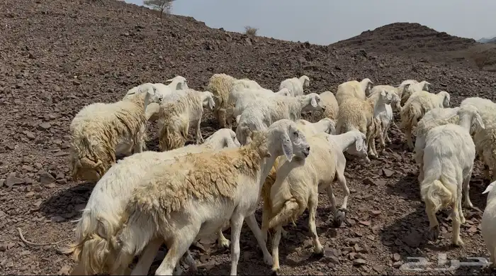 ضاان حريات مرااح 4