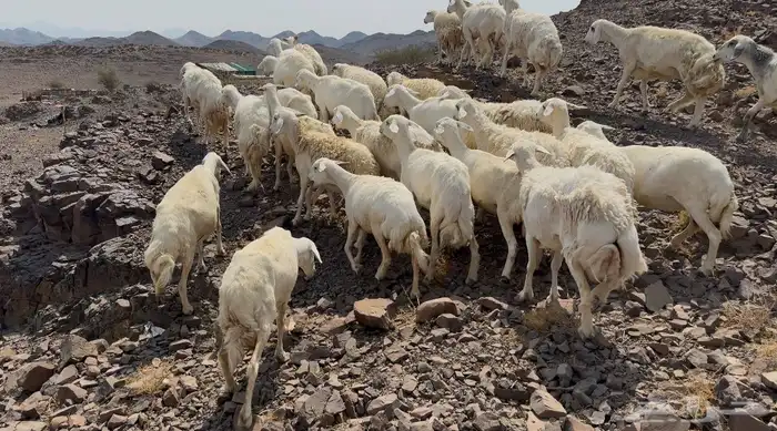 ضاان حريات مرااح 1