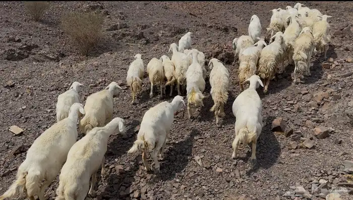 ضاان حريات مرااح 6