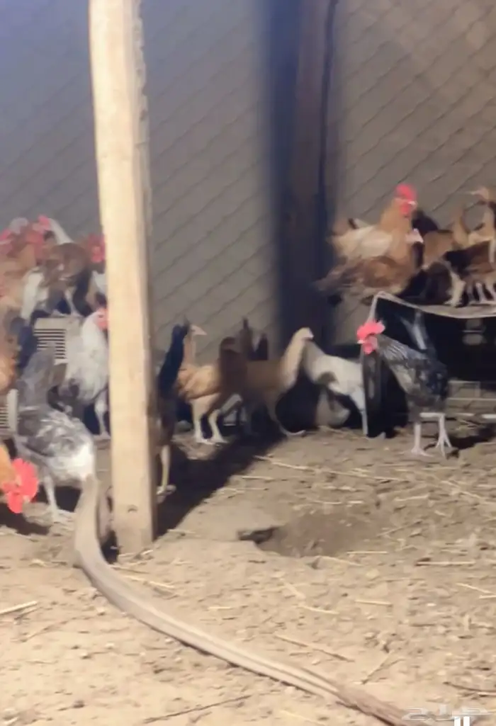 صيصان بلدي 1