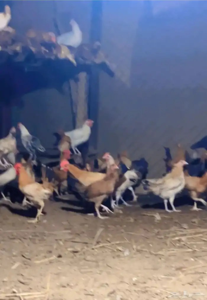 صيصان بلدي 0